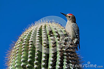 Gila Woodpecker Stock Photo