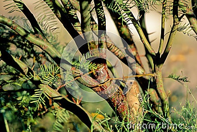 Gila Woodpecker, Melanerpes uropygialis Stock Photo