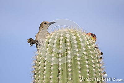 Gila Woodpecker on Saguaro Cactus, Tucson Arizona desert Stock Photo