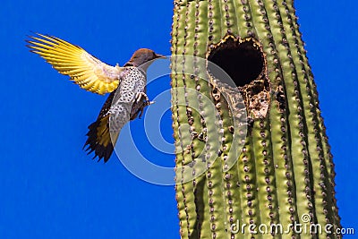 Gilded Flicker Stock Photo