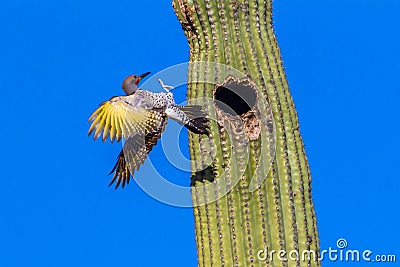 Gilded Flicker Stock Photo