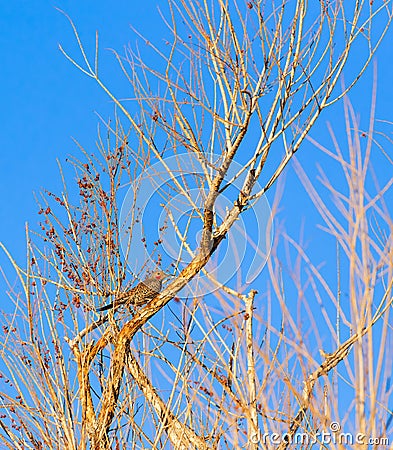 Gilded flicker at golden hour.Henderson Bird Viewing Preserve near Las Vegas.Nevada Stock Photo