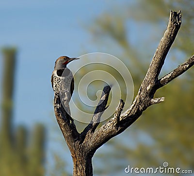 Gilded Flicker Woodpecker Stock Photo