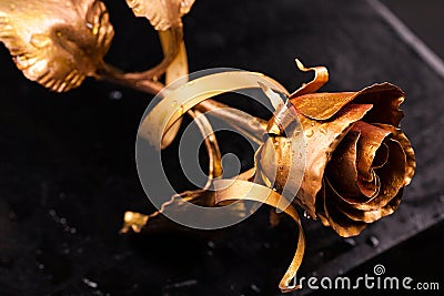 Golden rose on a black background. Stock Photo