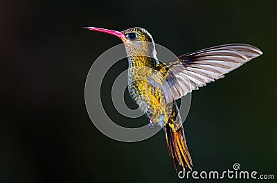 Gilded Hummingbird, (Hylocharis chrysura). Stock Photo