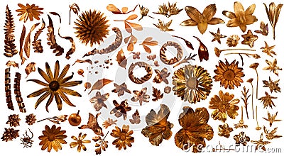 Gilded Real Flora Parts Stock Photo