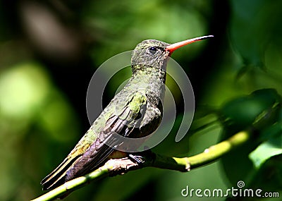 Gilded Hummingbird, Hylocharis chrysura Stock Photo
