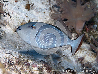 Gilded triggerfish Stock Photo