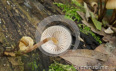 The gills of the Clustered Bonnet mushroom. Stock Photo