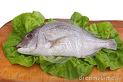 Gilt head bream 09 Stock Photo