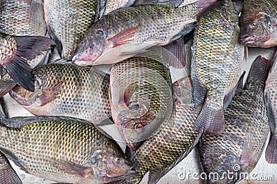 Gilt-head bream dorade on ice at the city market Stock Photo