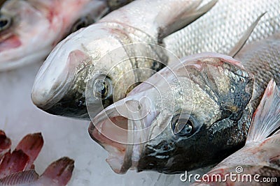 Gilt-head (Dorado) on ice Stock Photo