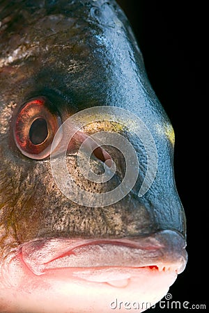 Gilt-head sea bream fish Stock Photo