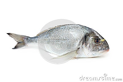 Gilt-head sea bream fish Stock Photo