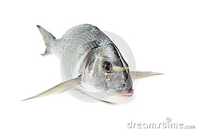 Gilt-head sea bream fish Stock Photo