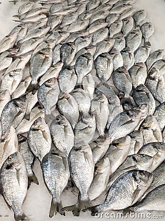 Giltheads- bream fish Stock Photo