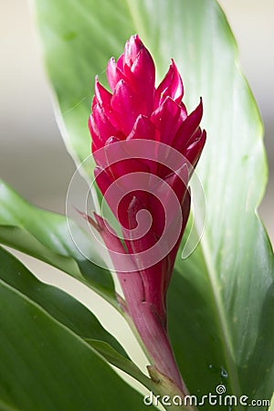 Ginger flower in Caraibi park Dominica Stock Photo