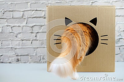 Ginger cat with big tail going in funny cardboard box on grey brick wall background, copy space Stock Photo