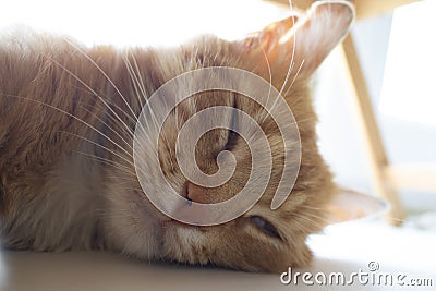 Ginger Cat. Cute Cat Sleeps and Dreams. Favorite Pets Stock Photo