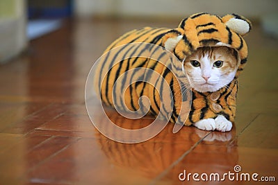 Ginger cat dress like tiger in new year Stock Photo