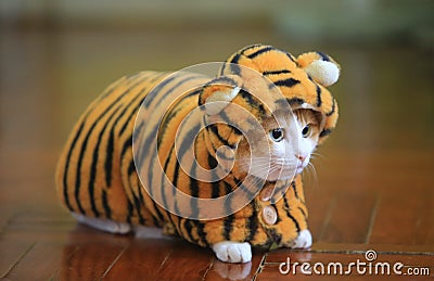 Ginger cat dress like tiger in new year Stock Photo