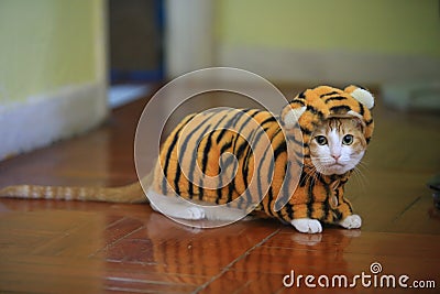 Ginger cat dress like tiger in new year Stock Photo