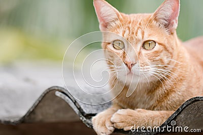Ginger Cat Stock Photo