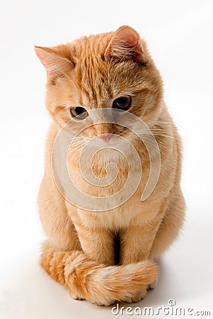 Ginger Cat Isolated On White Royalty Free Stock Photos - Image: 7962788