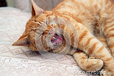 A pet Ginger cat with large fangs showing. Stock Photo