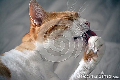 Ginger cat licks the hair Stock Photo