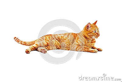 Ginger cat lies and licking isolated on a white background Stock Photo