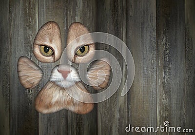 Cat ginger looking through hole in fence Stock Photo