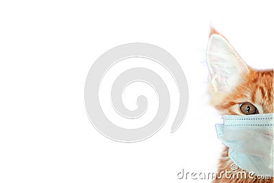 Cat in mask save you cat save life from coronavirus Stock Photo