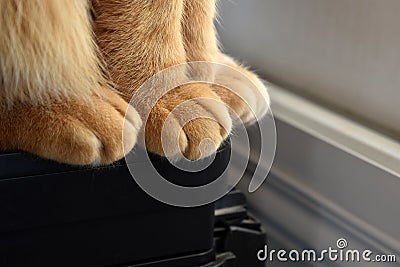 Ginger cat paws closeup. Tabby cat resting at home. Stock Photo