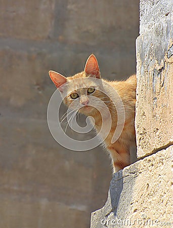 Ginger cat peeks around the corner Stock Photo