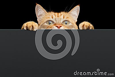 Ginger cat peeks out from behind the background. Isolated on black background Stock Photo