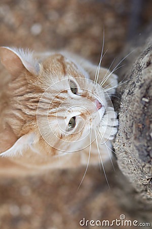 Ginger cat sharpens claws on paws with pleasure on tree in nature, pet walking Stock Photo