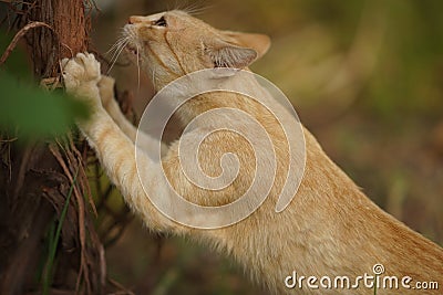 Ginger cat sharpens its claws on the trunk of the grape. Animal scratches tree with claws Stock Photo