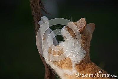 Ginger cat sharpens its claws on the trunk of the grape. Pet scratches tree with claws Stock Photo