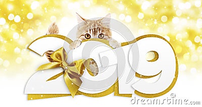 Ginger cat showing happy new year 2019 text with golden ribbon b Stock Photo