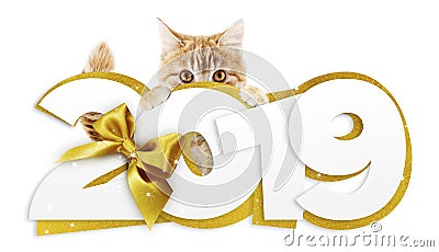 Ginger cat showing happy new year 2019 text with golden ribbon b Stock Photo
