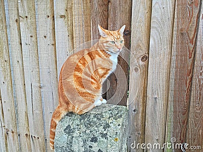 Ginger Cat Stock Photo