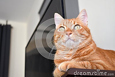 Ginger cat sitting on wood table at home. Happy tabby cat relaxing in a house. Cat looking up at something on the ceiling. Stock Photo