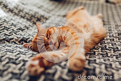 Ginger cat sleeping on couch in living room lying on blanket. Pet having nap at home Stock Photo