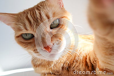 Ginger cat taking a selfie shot and looking seriously. Cute cat with green eyes Stock Photo