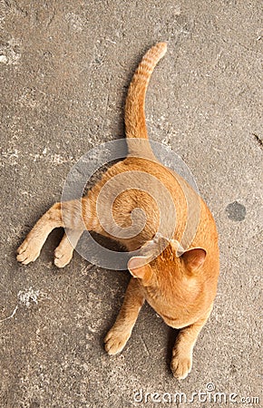 Ginger cat Stock Photo