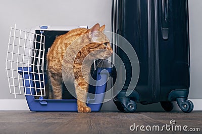 Ginger cat in a travel crate beside a suitcase look anxiously sideways. Stock Photo