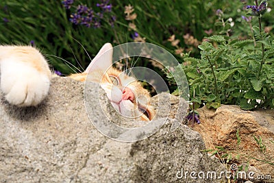 Ginger cat under the influence of catnip. Stock Photo