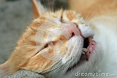 Ginger cat under the influence of catnip. Stock Photo