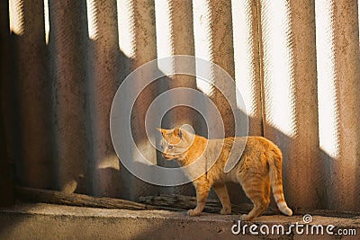 Ginger cat walk on the blind area of a rural slate fence Stock Photo